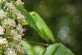 Chestnut flowers