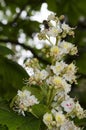 Chestnut flowers Royalty Free Stock Photo