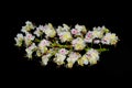 chestnut flowers isolated on black background Royalty Free Stock Photo