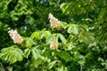 Chestnut flowers on tree in spring. Aesculus hippocastanum blossom of horse-chestnut tree Royalty Free Stock Photo
