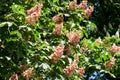 Chestnut flowers on tree in spring. Aesculus hippocastanum blossom of horse-chestnut tree Royalty Free Stock Photo