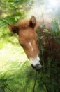 Chestnut foal in backlight