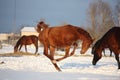 Chestnut foal galloping at the field Royalty Free Stock Photo