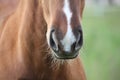 Chestnut foal muzzle close up