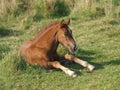 Chestnut Foal Royalty Free Stock Photo