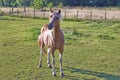 A chestnut foal standing