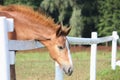 Chestnut foal standing near the pasture fence Royalty Free Stock Photo