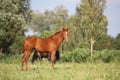 Chestnut foal standing at the pasture Royalty Free Stock Photo