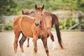 Chestnut foal walks in the paddock on the farm with his mother on a summer day Royalty Free Stock Photo