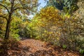 Chestnut forest and path Royalty Free Stock Photo
