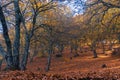 Chestnut forest, Pujerra, locality of Malaga, Andalucia, Spain. Genal Valley Royalty Free Stock Photo