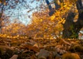 Chestnut forest, Pujerra, locality of Malaga, Andalucia, Spain. Genal Valley Royalty Free Stock Photo