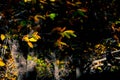 Chestnut forest, Pujerra, locality of Malaga, Andalucia, Spain. Genal Valley Royalty Free Stock Photo