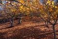 Chestnut forest, Pujerra, locality of Malaga, Andalucia, Spain. Genal Valley Royalty Free Stock Photo