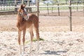 A Chestnut , fox-colored young foal standing. Shadow on the sand