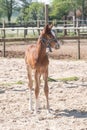 A Chestnut , fox-colored young foal standing. Shadow on the sand