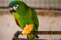 Chestnut fronted macaw is eating corn