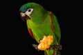 Chestnut fronted macaw isolated
