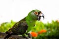 Chestnut fronted macaw