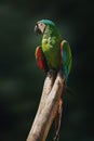 Chestnut-fronted Macaw Parrot