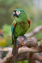 Chestnut-fronted Macaw - Ara severa