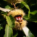 Chestnut fruit in cupule Royalty Free Stock Photo