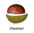 Chestnut fruit. Walnut in barbed skin. Chestnut. Brown. Vector illustration isolated on white background..