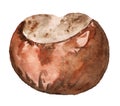 Chestnut fruit watercolor