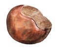 Chestnut fruit watercolor