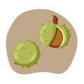 Chestnut fruits, inside and outside with peels and nut, flat vector illustration, isolated items.