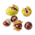 Chestnut fruits