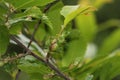 Chestnut gall wasp, scourge of chestnut trees