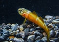 Chestnut goby Chromogobius quadrivittatus (Actinopterygii, Perciformes, Gobiidae) is a species of goby found Royalty Free Stock Photo