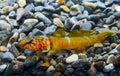 Chestnut goby Chromogobius quadrivittatus (Actinopterygii, Perciformes, Gobiidae) is a species of goby found Royalty Free Stock Photo