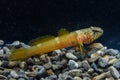 Chestnut goby Chromogobius quadrivittatus (Actinopterygii, Perciformes, Gobiidae) is a species of goby found