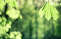 Chestnut green leaf