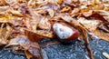 Chestnut on the ground full of wet autumn leaves. Brown leaves. Fall.