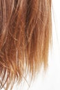 Chestnut hair ends on white