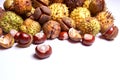 Chestnut harvest