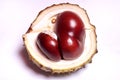 Chestnut harvest