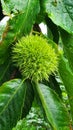 Chestnut harvest