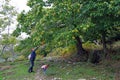 Chestnut harvest in the Pelion woods, a mountain in the south-eastern part of Thessaly