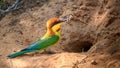 Chestnut-headed bee-eater bird with a catch going inside the tunnel, nest hole in the sandbanks to feed the chicks Royalty Free Stock Photo