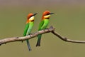 Chestnut-headed Bee-eater bird