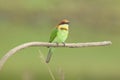 Chestnut-headed bee-eater breeding