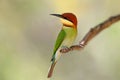 The chestnut-headed bee-eater Royalty Free Stock Photo