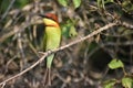 Chestnut headed bee eater Royalty Free Stock Photo