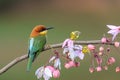 Chestnut-headed Bee-eater or Merops leschenaulti.