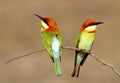 Chestnut headed Bee eater Merops leschenaulti Royalty Free Stock Photo