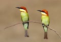 Chestnut headed Bee eater Merops leschenaulti Royalty Free Stock Photo